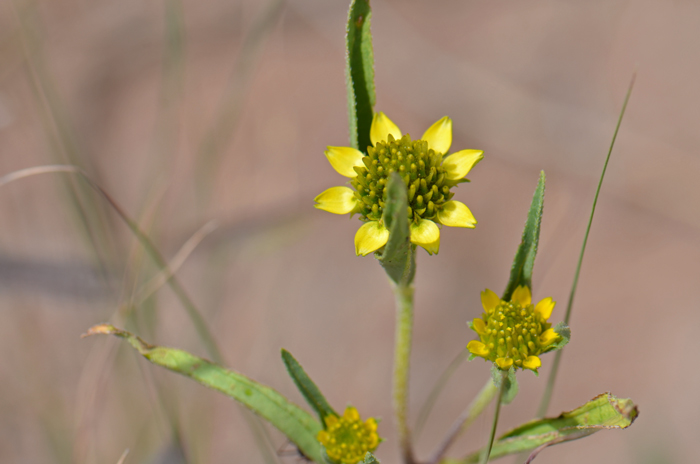 Abert's Creeping Zinnia blooms from July or August to September and October following summer monsoon rainfall. Sanvitalia abertii